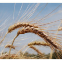 Farina di grano antico miscela Durum molitura a pietra pacco kg 5 Cucì.jpg
