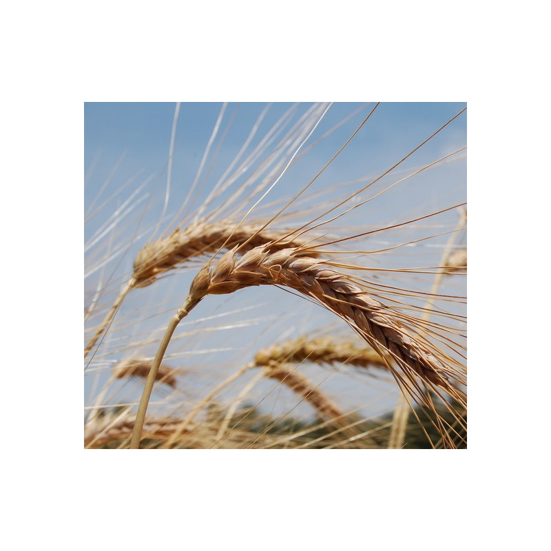Farina di grano antico miscela Durum molitura a pietra pacco kg 5 Cucì.jpg