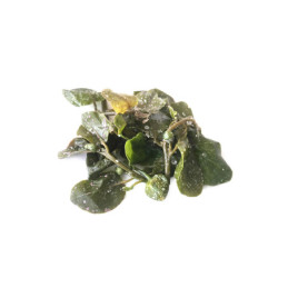 Foglioline di cappero di alta collina busta gr 100 Trazzere