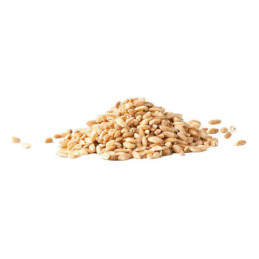Grano duro Siciliano intero sacco kg 25 Rizzo