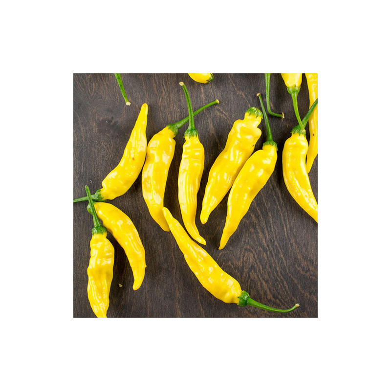 Peperoncino Amazonas yellow Tabasco spezzato astuccio 100 gr Roma bis.jpg