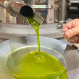 Olio extra vergine di oliva Nocellara del Belice molito a freddo latta 5 lt Oro di Cusa