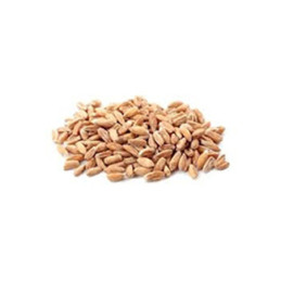 Farro decorticato busta kg 5 EuroAlimenti